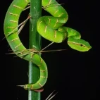 Keeled pit viper in Bako National Park, Borneo.