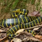 Mangrove snake in Bako National Park, Borneo.