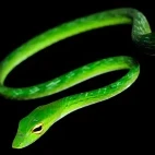 Oriental vine snake in Bako National Park, Borneo.