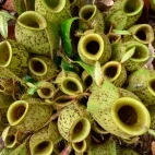 Pot-shaped pitcher plants in Bako National Park, Borneo.