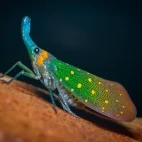 Blue lantern beetle in Borneo