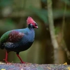 Crested partridge in Borneo