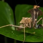 Dead leaf mantis in Borneo