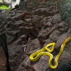 Grey-tailed racer in Borneo.