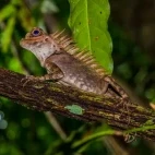 Bornean lizard in Gunung Gading National Park, Borneo