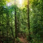 Forest in Gunung Gading National Park, Borneo