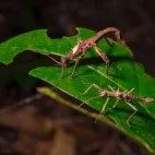 Giant stick insect in Gunung Gading National Park, Borneo
