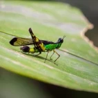 Grasshopper in Gunung Gading National Park, Borneo