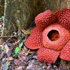 Rafflesia flower in Gunung Gading National Park, Borneo