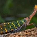 Lantern bug in Gununug Mulu, Borneo