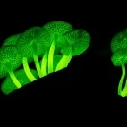 Bioluminescent funghi in Kinabalu, Borneo.