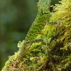 Green mountain agama in Kinabalu, Borneo.