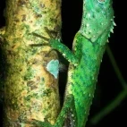 Green mountain agama in Kinabalu, Borneo.