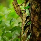 Blue-eyed anglehead lizard in Kubah National Park, Borneo