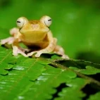 Harlequin tree frog in Kubah National Park, Borneo