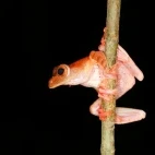 Harlequin tree frog in Kubah National Park, Borneo