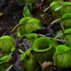 Nepenthes ampullaria in Kubah National Park, Borneo