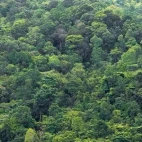 Rainforest canopy in Kubah National Park, Borneo