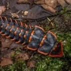 Trilobite beetle in Kubah National Park, Borneo