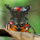 Stag beetle in Borneo.
