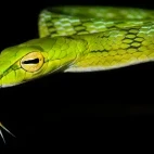 Oriental whipsnake in Borneo
