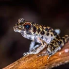 Rough-sided frog in Borneo