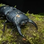 Stag beetle in Borneo