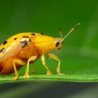 Tortoise beetle in Borneo