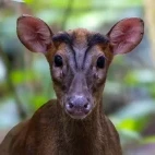 Barking deer in Trusmadi Forest Reserve, Borneo