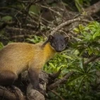 Yellow-throated marten in Borneo