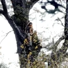 Golden snub-nosed monkey in Sichuan, China