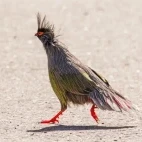 Blood pheasant in Sichuan, China.
