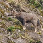 Chinese goral in Sichuan, China.
