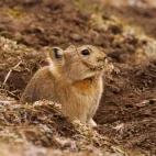 Chinese red pika in Sichuan, China.