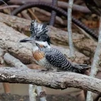 Crested kingfisher in Sichuan, China.