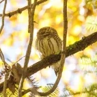 Eurasian pygmy owl in Sichuan, China.