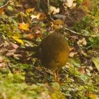 Golden pheasant in Sichuan, China.