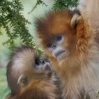 Golden snub-nosed monkey in Sichuan, China.