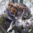 Golden snub-nosed monkey in Sichuan, China.