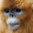 Golden snub-nosed monkey in Sichuan, China.