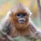 Golden snub-nosed monkey in Sichuan, China.