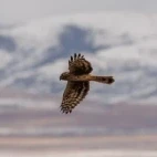 Juvenile hen harrier in Sichuan, China.