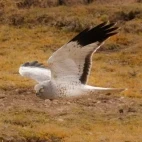 Hen harrier in Sichuan, China.