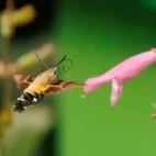 Hummingbird hawk moth in Sichuan, China.
