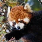 Red panda in Sichuan, China.