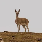 Mongolian gazelle in Sichuan, China.