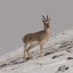 Mongolian gazelle in Sichuan, China.