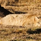 Chinese mountain cat in Sichuan, China.