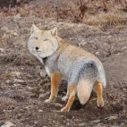 Tibetan fox in Sichuan, China.