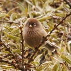 Spectacled parrotbill in Sichuan, China.